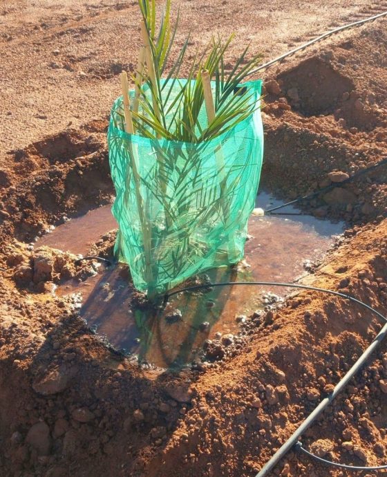 Irrigation réalisés