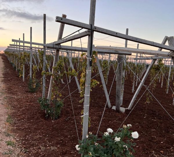 Structures Pergola